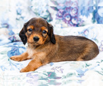 Puppy Ilene Dachshund