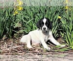 Small Photo #9 Labradinger Puppy For Sale in LISLE, NY, USA