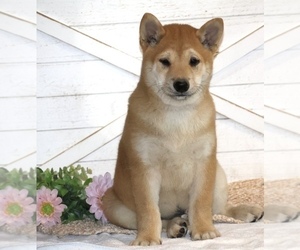 Shiba Inu Puppy for sale in PLATTEVILLE, WI, USA