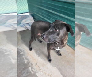 American Pit Bull Terrier-Labrador Retriever Mix Dogs for adoption in Monte Vista, CO, USA