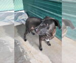 Small American Pit Bull Terrier-Labrador Retriever Mix