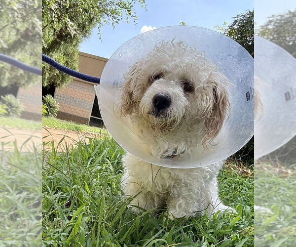 Medium Photo #4 Mutt Puppy For Sale in New York, NY, USA