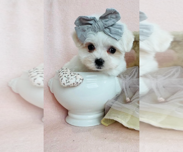 Medium Photo #18 Maltese Puppy For Sale in MIAMI, FL, USA