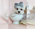Small #17 Maltese