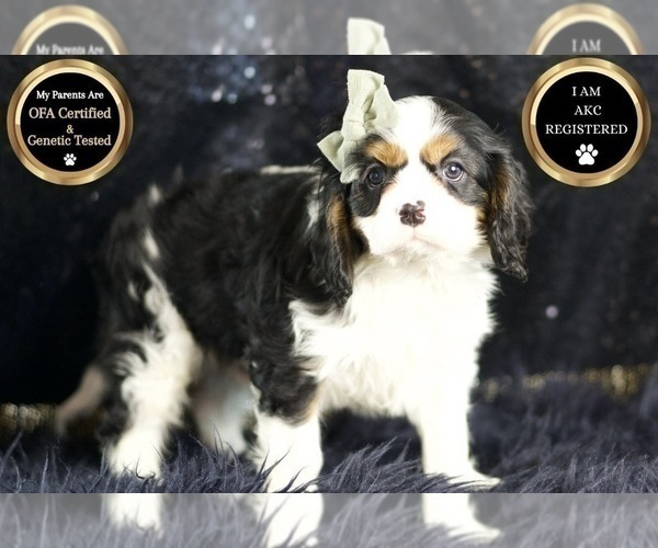 Medium Photo #117 Cavalier King Charles Spaniel Puppy For Sale in WARSAW, IN, USA