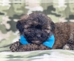 Small Photo #10 Shih-Poo Puppy For Sale in LAKELAND, FL, USA