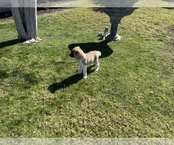 Medium Photo #5 Akita Puppy For Sale in FONTANA, CA, USA