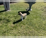 Small Photo #5 Akita Puppy For Sale in FONTANA, CA, USA