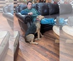 Small #7 Airedale Terrier