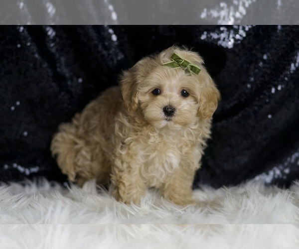 Medium Photo #3 Maltipoo Puppy For Sale in WARSAW, IN, USA