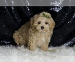 Small #2 Maltipoo