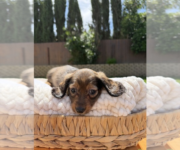 Medium Photo #4 Dachshund Puppy For Sale in NORTH HIGHLANDS, CA, USA