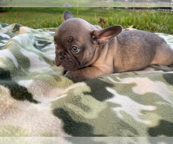 Medium Photo #6 French Bulldog Puppy For Sale in KISSIMMEE, FL, USA