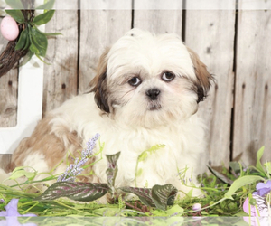 Shih Tzu Puppy for sale in MOUNT VERNON, OH, USA