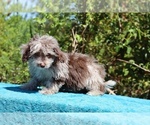 Small #5 ShihPoo