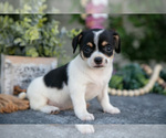 Small Photo #9 Chihuahua Puppy For Sale in MONROE, IN, USA
