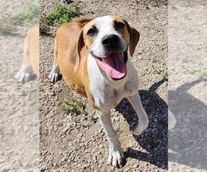 Boxer-Unknown Mix Dogs for adoption in San Antonio, TX, USA