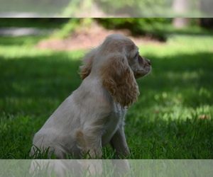 Cocker Spaniel Puppy for sale in CHILLICOTHE, MO, USA