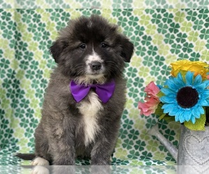 Border Collie-Maremma Sheepdog Mix Puppy for sale in LANCASTER, PA, USA