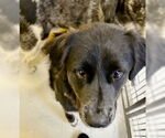 Small #1 Australian Shepherd Mix