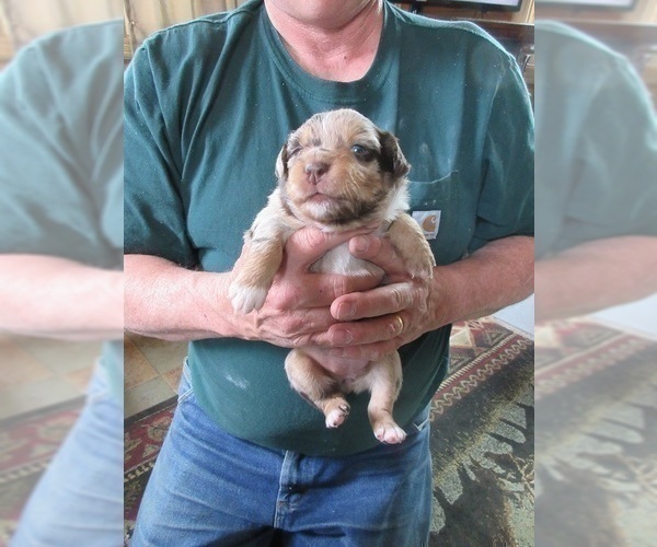 Medium Photo #1 Australian Shepherd Puppy For Sale in AUBURN, IN, USA