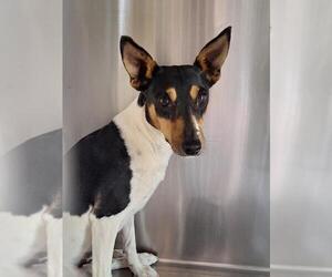 Rat Terrier Dogs for adoption in Woodland, CA, USA