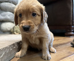 Puppy Puppy 9 Golden Retriever