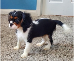 Cavalier King Charles Spaniel Puppy for Sale in PLACENTIA, California USA