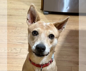Nessi - Female Mutt Dog for Adoption - Photo #17