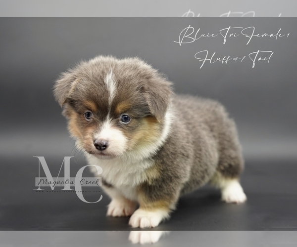 Medium Photo #10 Pembroke Welsh Corgi Puppy For Sale in FLORALA, AL, USA