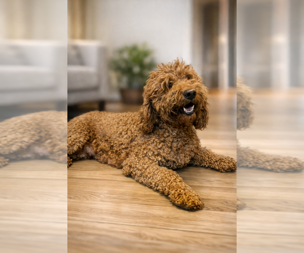 Medium Photo #1 Goldendoodle mix (+ Poodle Miniature) Puppy For Sale in CHULA VISTA, CA, USA