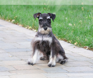 Schnauzer (Miniature) Puppy for sale in SYRACUSE, IN, USA