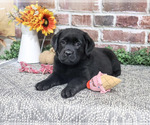 Amber - Female Labrador Retriever Puppy for Sale - Photo #6