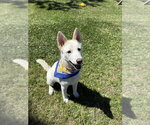 Small Photo #5 Siberian Husky-Unknown Mix Puppy For Sale in San Leon, TX, USA