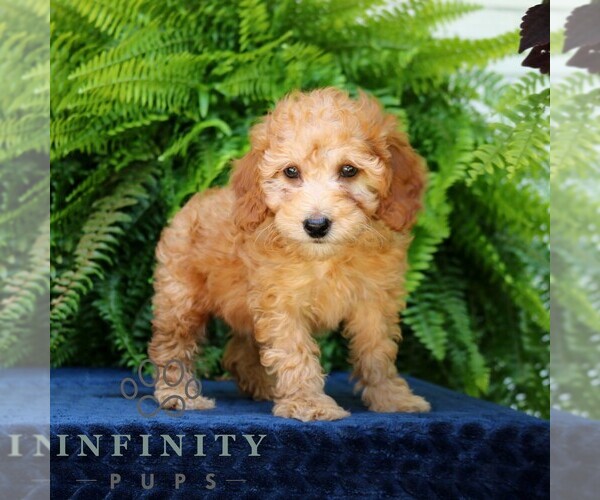 Medium Photo #2 Goldendoodle (Miniature) Puppy For Sale in NARVON, PA, USA