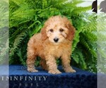 Small #1 Goldendoodle (Miniature)