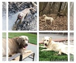 Small Photo #1 Labrador Retriever Puppy For Sale in LADOGA, IN, USA