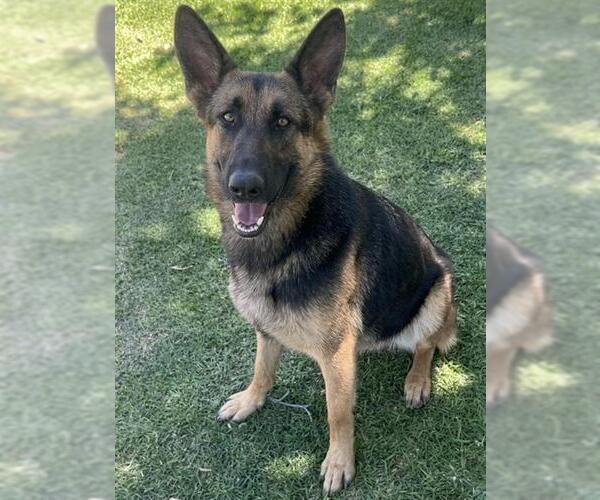 Medium Photo #2 German Shepherd Dog Puppy For Sale in Riverside, CA, USA