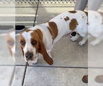 Small #1 Basset Hound