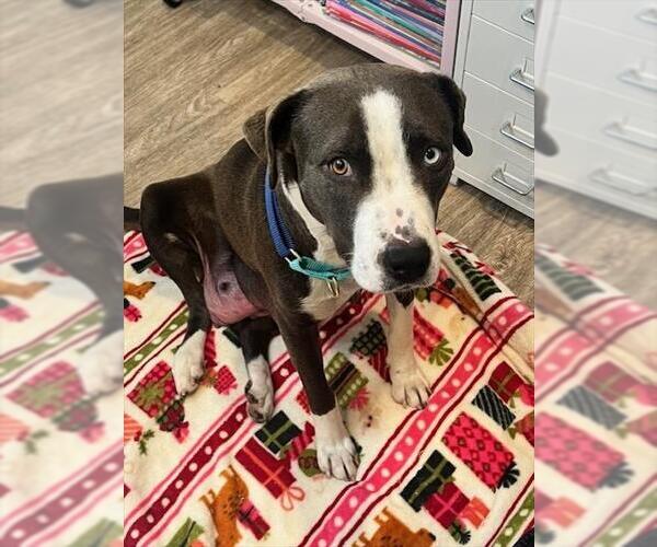 Medium Photo #1 Mutt Puppy For Sale in Camarillo, CA, USA