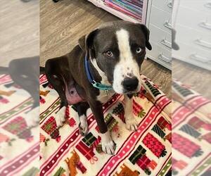 Mutt Dogs for adoption in Camarillo, CA, USA