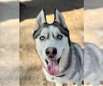 Small #3 Siberian Husky Mix