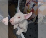 Small Photo #19 Bull Terrier Puppy For Sale in LONG BEACH, CA, USA