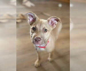 Australian Shepherd-Unknown Mix Dogs for adoption in New London, WI, USA