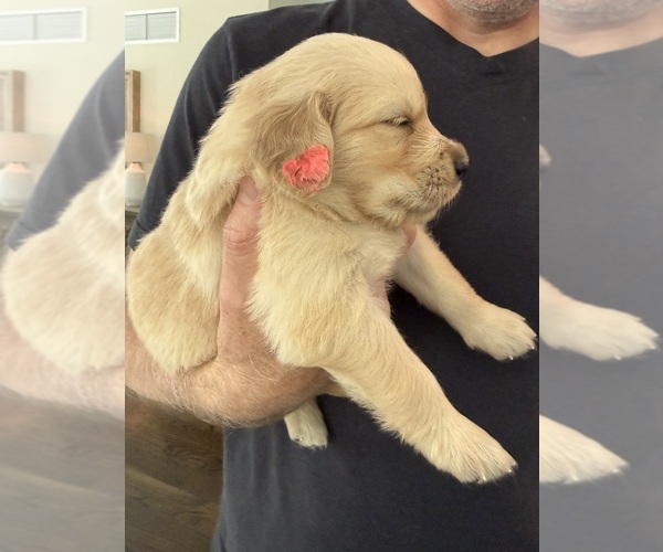 Medium Photo #67 Golden Retriever Puppy For Sale in EXTON, PA, USA