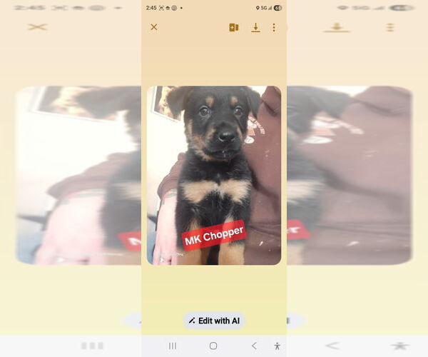 Medium Photo #1 Shepweiller Puppy For Sale in Foristell, MO, USA