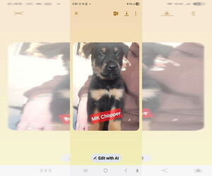 Shepweiller Dogs for adoption in Foristell, MO, USA