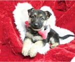 Small Photo #3 German Shepherd Dog Puppy For Sale in HARTVILLE, MO, USA
