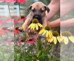 Small #3 Labrador Retriever Mix