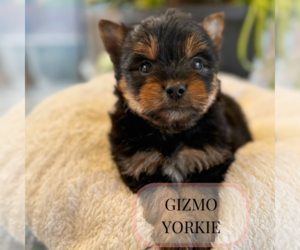 Yorkshire Terrier Puppy for Sale in ELMHURST, Illinois USA